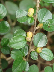 Cotoneaster hjelmqvistii