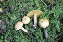 Suillus sibiricus