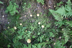 Suillus sibiricus