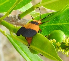 Lycus sallaei