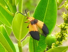 Lycus sallaei