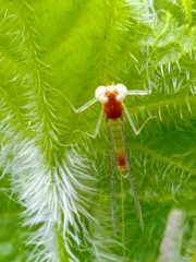 Maccaffertium terminatum placitum