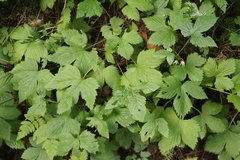Rubus humulifolius