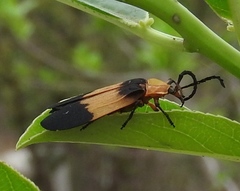 Lycus sallaei