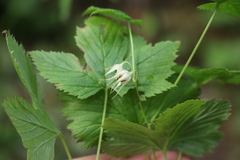 Rubus humulifolius
