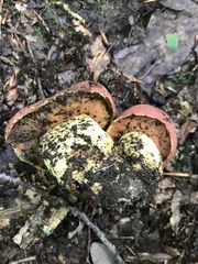 Boletus subluridellus