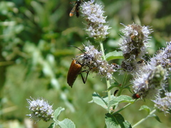 Pedostrangalia pubescens