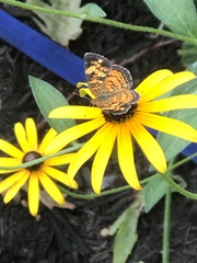Phyciodes tharos