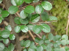 Cotoneaster hjelmqvistii