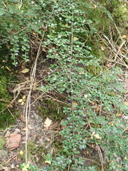 Cotoneaster hjelmqvistii