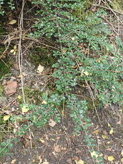 Cotoneaster hjelmqvistii