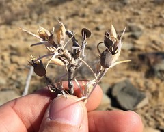 Barleria stimulans