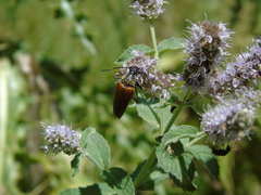 Pedostrangalia pubescens