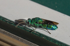 Chrysis smaragdula