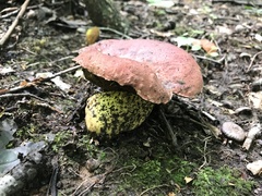 Boletus subluridellus