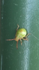 Acanthosoma haemorrhoidale