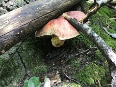 Boletus subluridellus