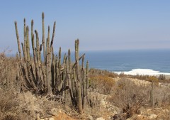 Eulychnia taltalensis