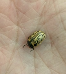 Calligrapha dislocata