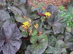 Ligularia dentata