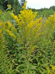 Solidago × niederederi