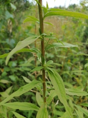 Solidago × niederederi