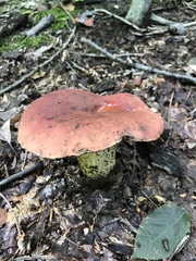 Boletus subluridellus