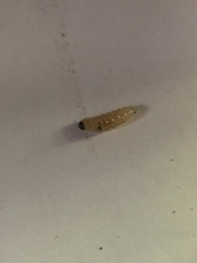 Eichlinia cucurbitae