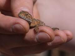 Agama aculeata distanti