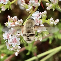 Heterostylum robustum