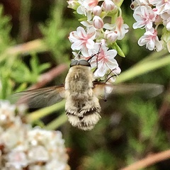 Heterostylum robustum
