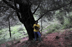 Pinus ayacahuite
