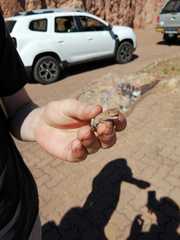 Agama aculeata distanti