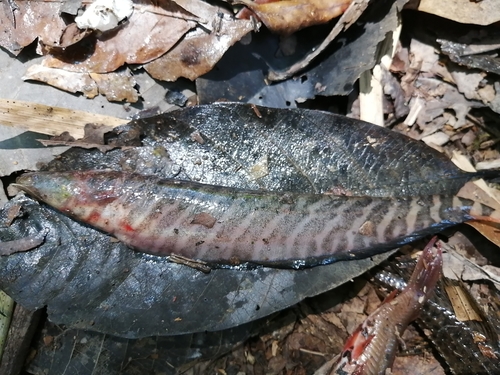Banded knifefish (Gymnotus carapo) — Gymnotidae — 2