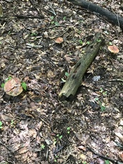 Boletus subluridellus