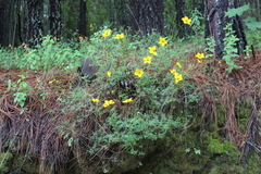 Bidens serrulata
