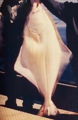 Hippoglossus stenolepis