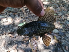 Pterygoplichthys punctatus