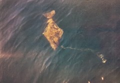 Hippoglossus stenolepis