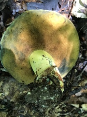 Boletus subluridellus