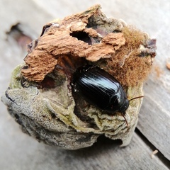 Platydema violacea
