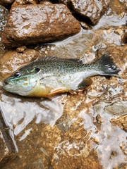 Lepomis gibbosus × cyanellus