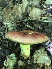 Boletus subluridellus