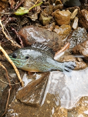 Lepomis gibbosus × cyanellus
