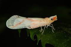 Otiocerus coquebertii