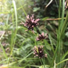 Juncus phaeocephalus