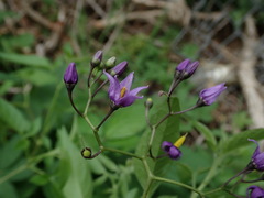 Solanum dulcamara