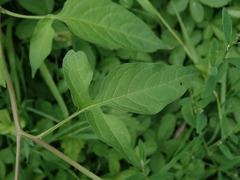 Solanum dulcamara