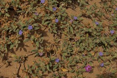 Tiquilia grandiflora