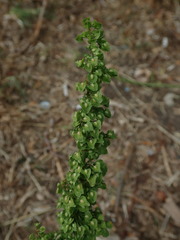 Rumex crispus